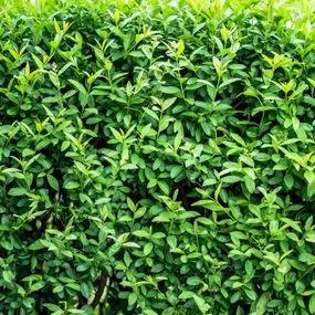 Privet Wild (Ligustrum vulgare) hedging 1